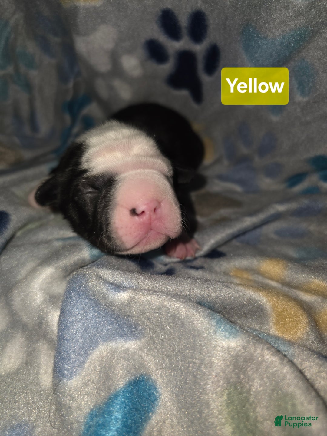 Mixed Breed dogs for sale: Yellow - Ad 13