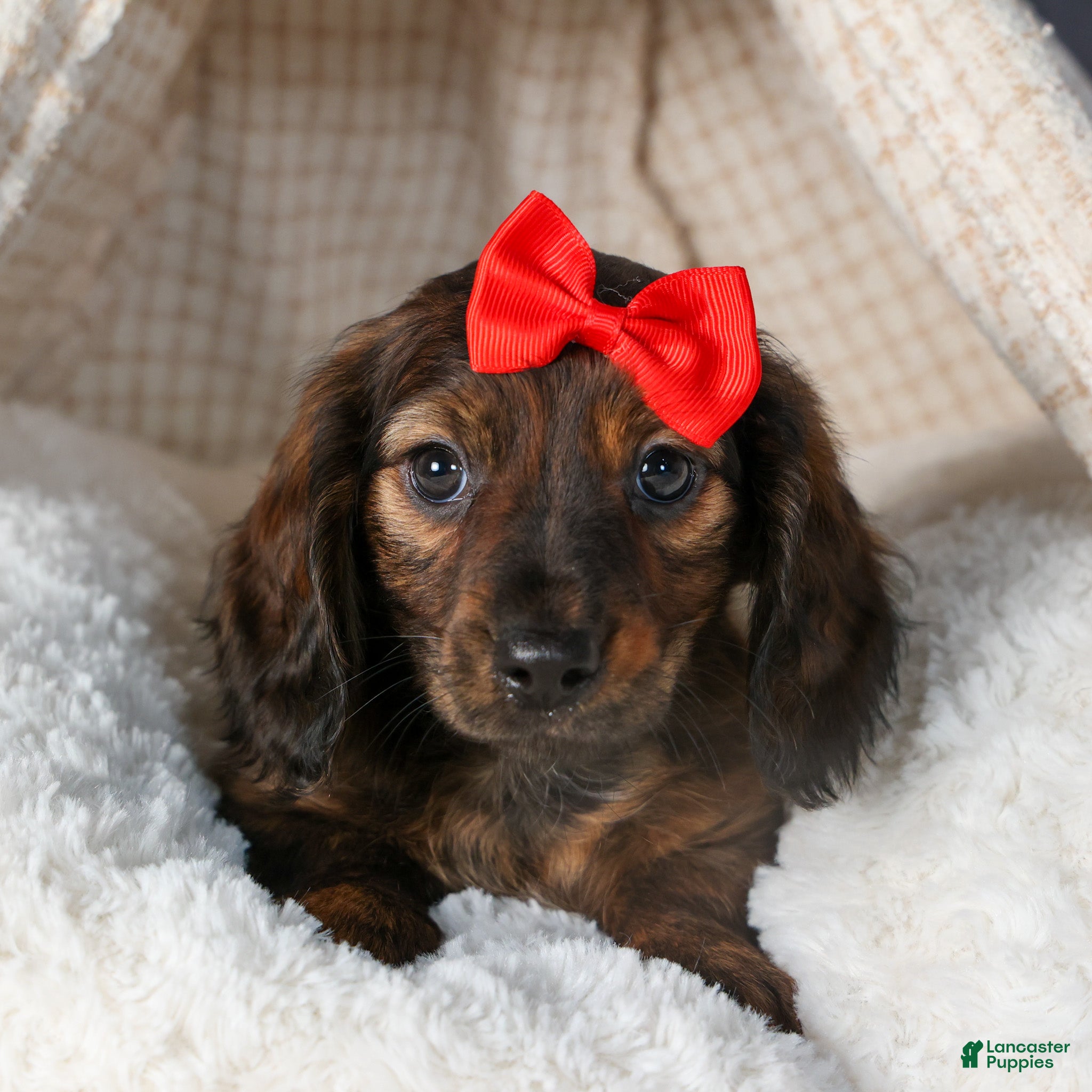 Miniature Dachshund dogs Felix - Ad 9