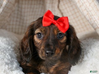Miniature Dachshund dogs Felix - Ad 32