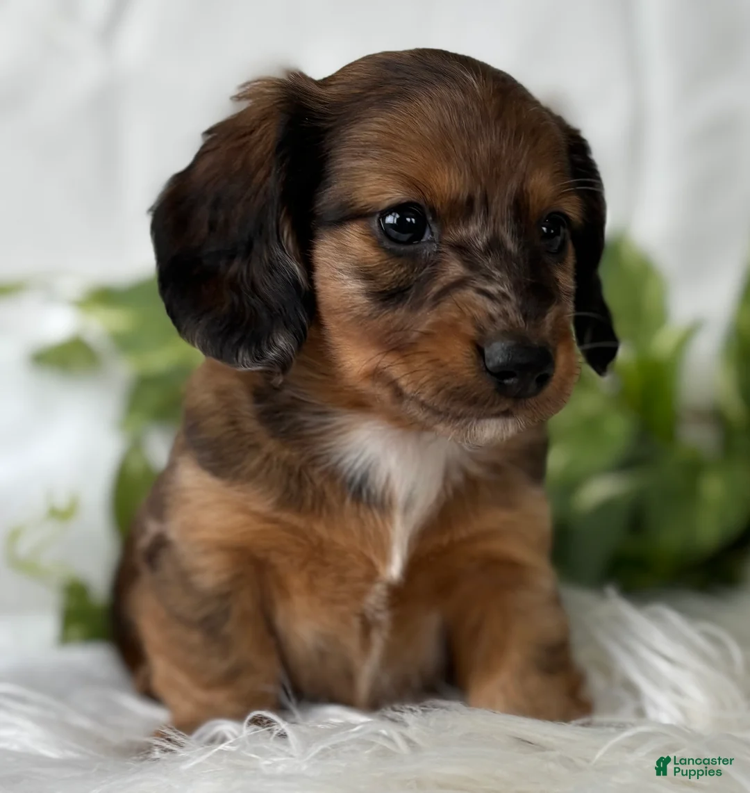 Miniature Dachshund dogs for sale: Sundance Kid Miniature Dachshund  - Ad 5
