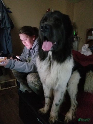 Gallery Image {{count}}