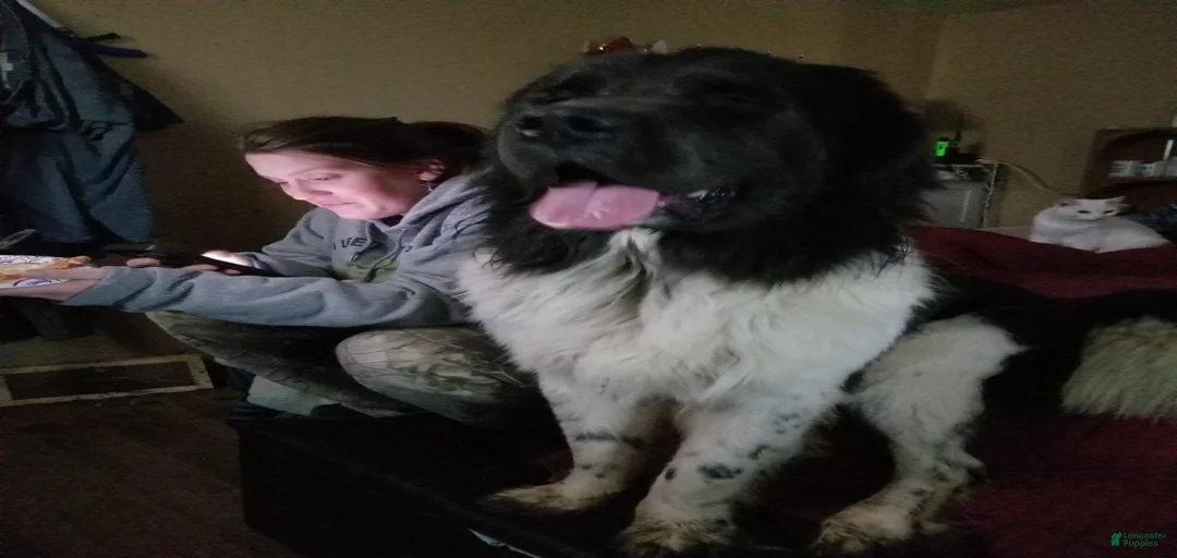 Gallery Image {{count}}