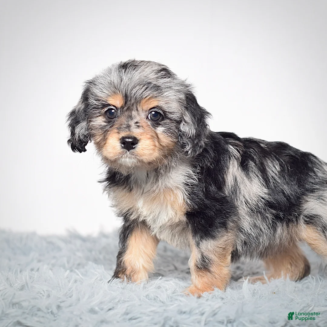 Cavapoo dogs for sale: Ms. Bonnie - Ad 7