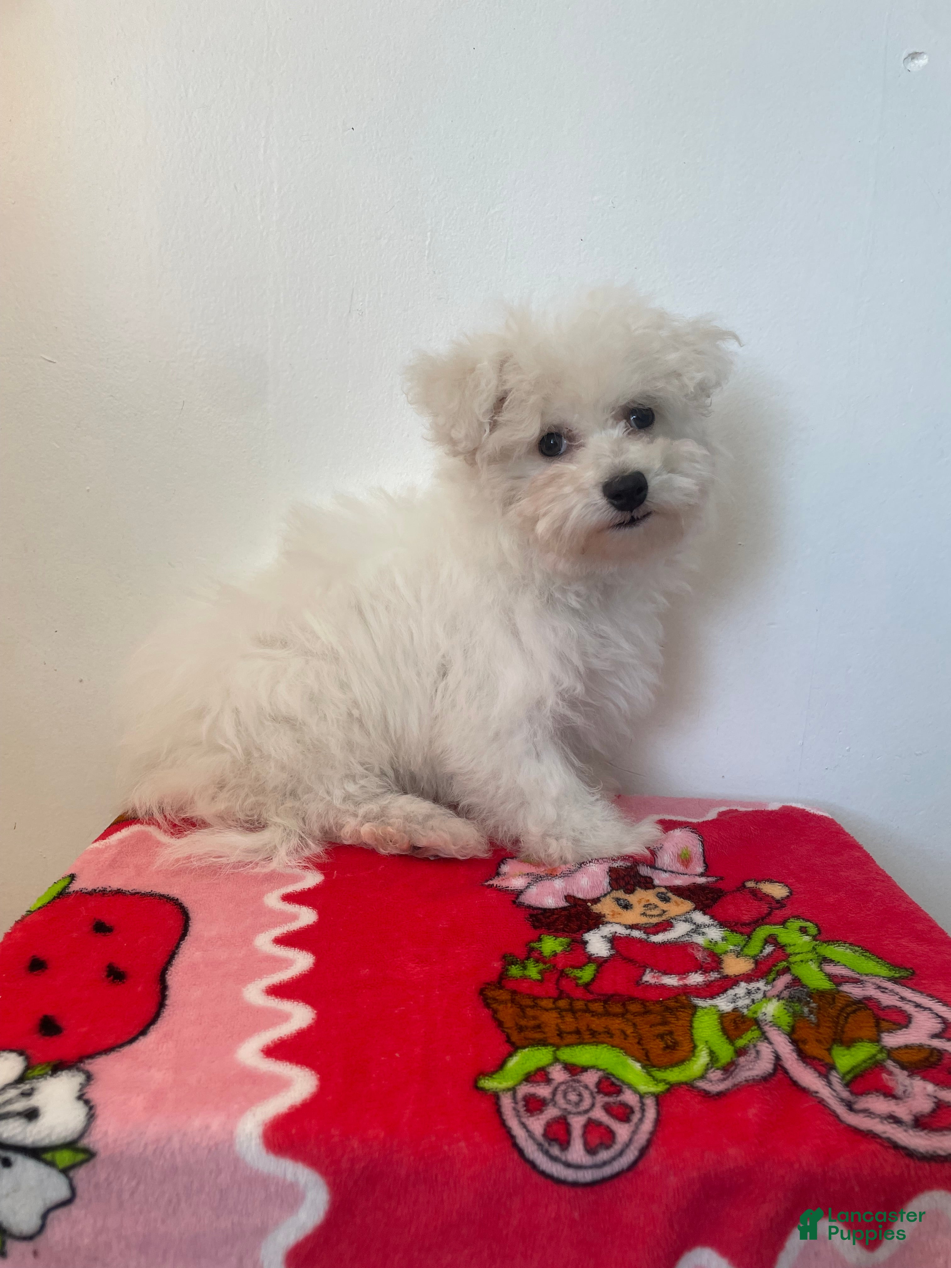 Maltipoo dogs Cupcake  - Ad 2