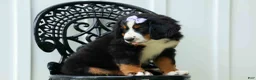 Bernese Mountain Dog dogs for sale: SOPHIE - Ad 12