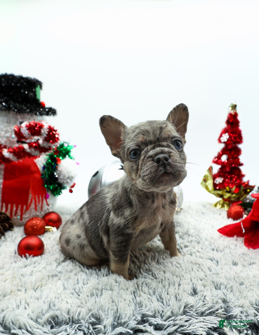 French Bulldog dogs for sale: Princess - Ad 4