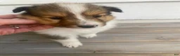 Shetland Sheepdog dogs for sale: Leif  - Ad 20