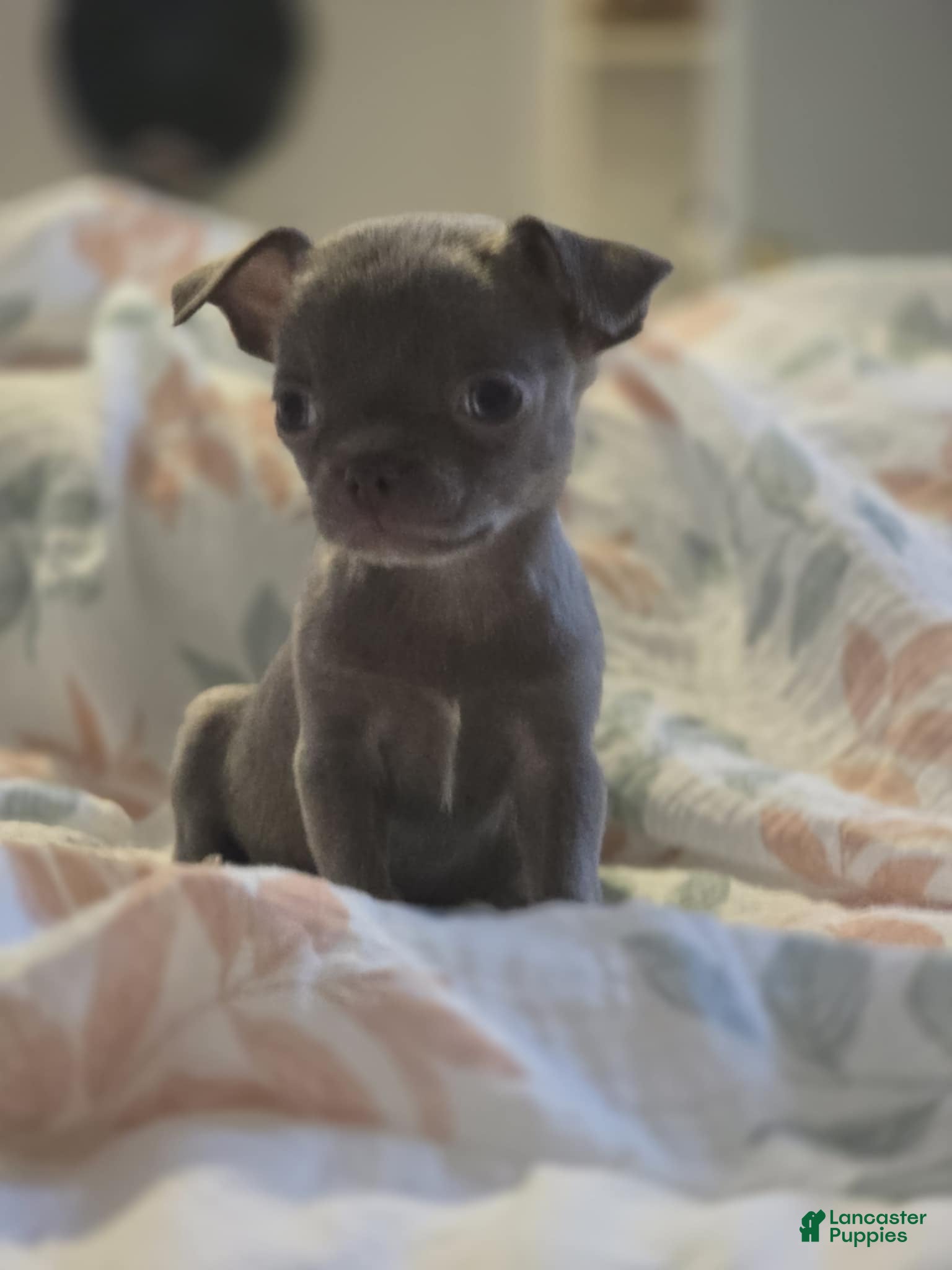 Chihuahua dogs Pinky - Ad 3