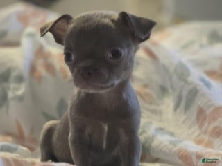 Chihuahua dogs Pinky - Ad 4