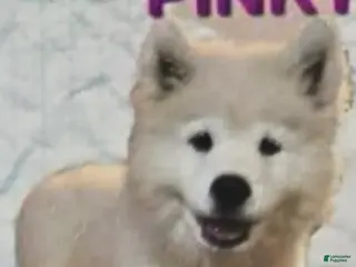 Samoyed dogs for sale: Pinky - Ad 4