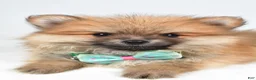 Pomeranian dogs for sale: Fritz - Ad 4