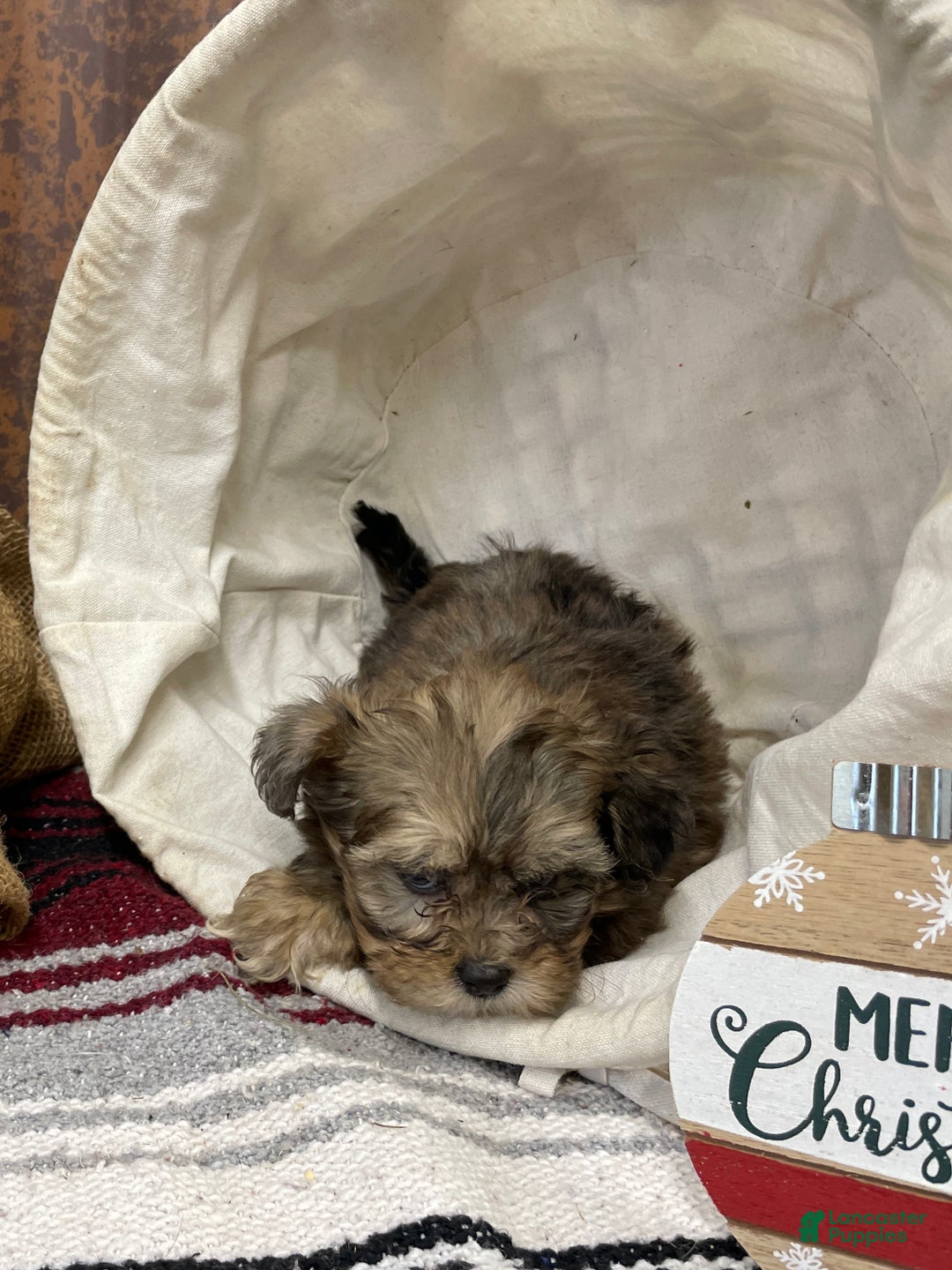 Shihpoo dogs for sale: Callie - Ad 12