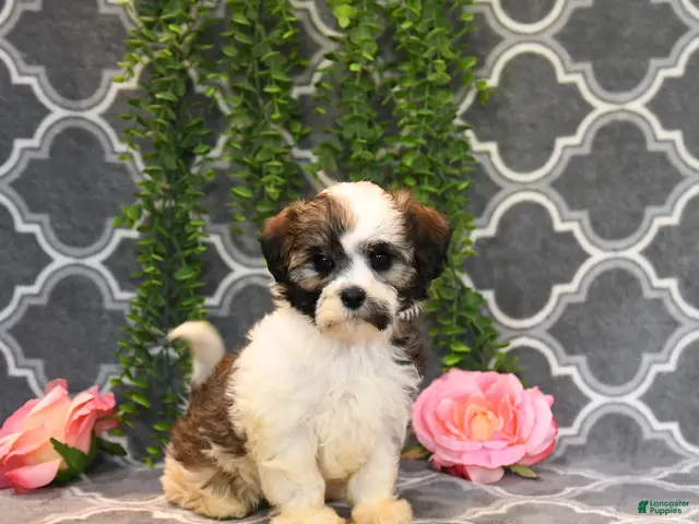 Mixed Breed dogs for sale: Daisy - Ad 1