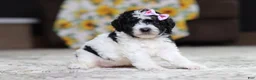 Miniature Poodle dogs for sale: Millie - Ad 4