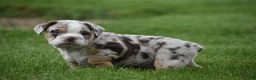 Beabull dogs for sale: Ace  - Ad 7