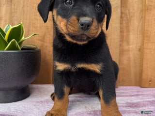 Rottweiler dogs Sadie - Ad 15