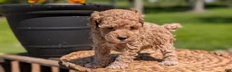 Miniature Poodle dogs for sale: Mya - Ad 5