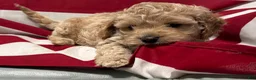 Cockapoo dogs for sale: Cassie - Ad 5
