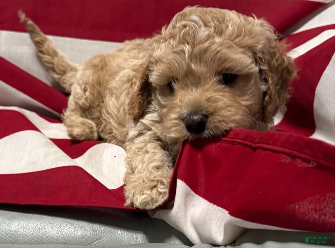 Cockapoo dogs for sale: Cassie - Ad 5