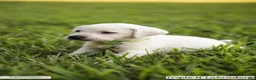 Labrador Retriever dogs for sale: Lime Green Collar - Ad 2