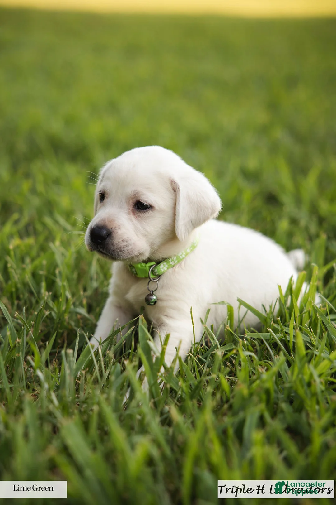 Labrador Retriever dogs for sale: Lime Green Collar - Ad 2