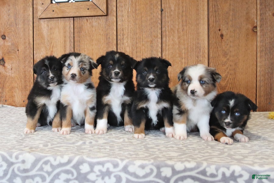 Miniature Australian Shepherd dogs Daphne - Ad 2