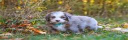 Mini Bernedoodle dogs for sale: Shadow - Ad 7