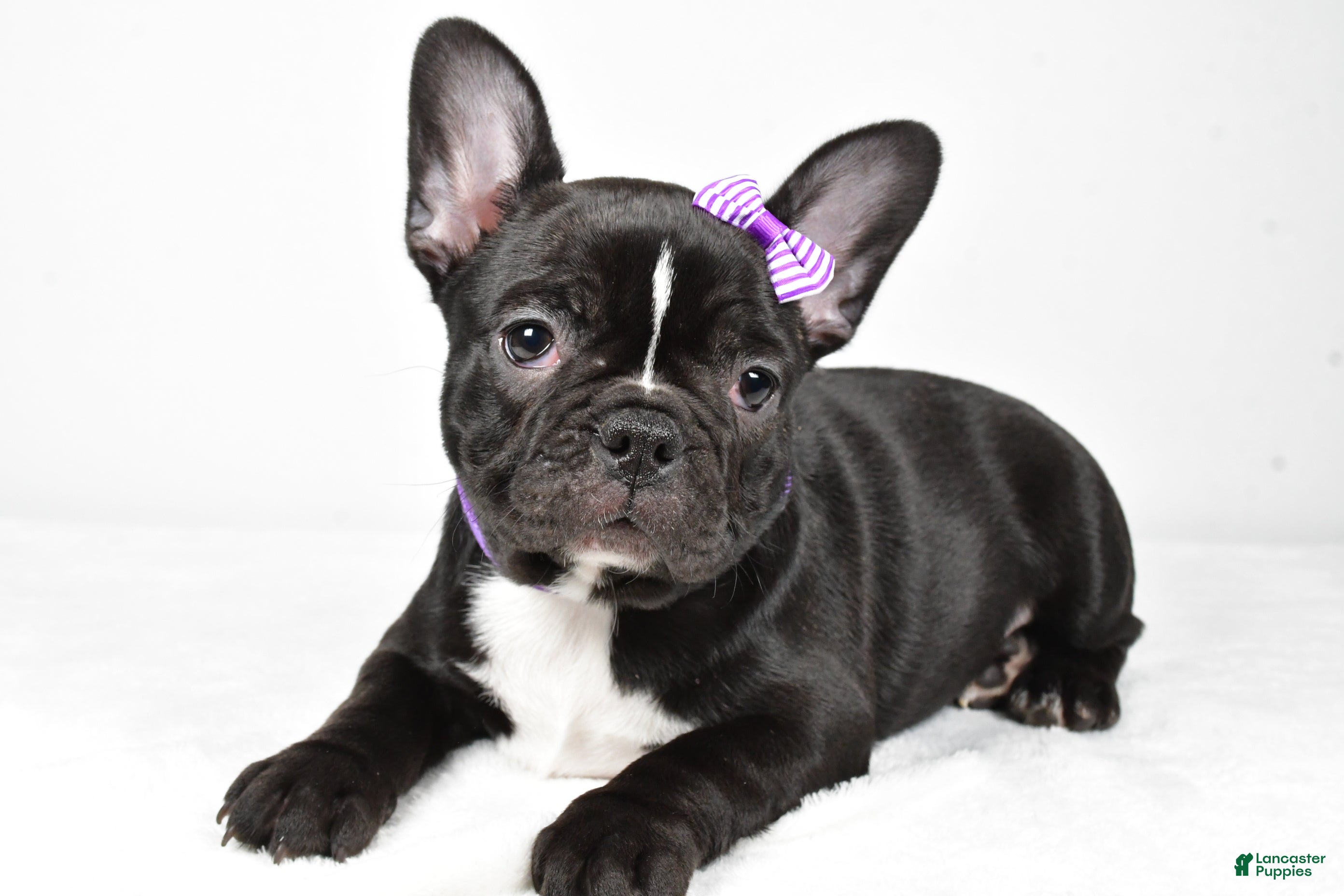 Mixed Breed dogs Layla - Ad 39