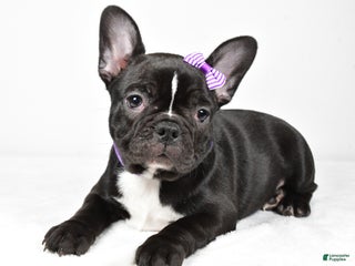 Mixed Breed dogs Layla - Ad 39