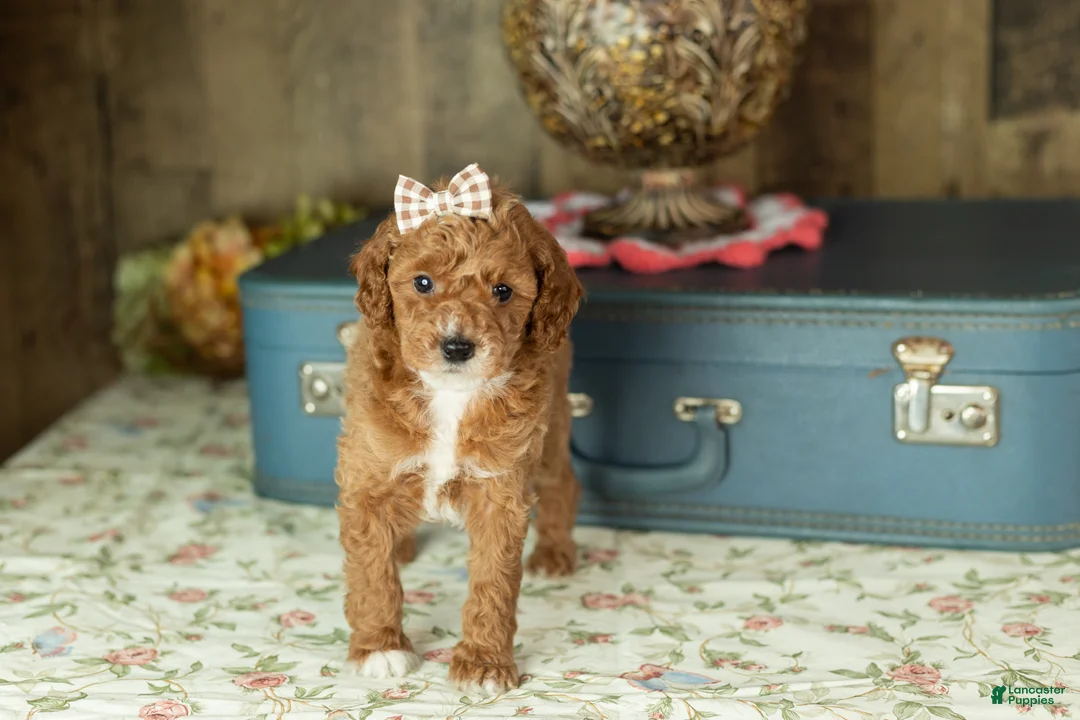 Mixed Breed dogs for sale: Tammy  - Ad 3