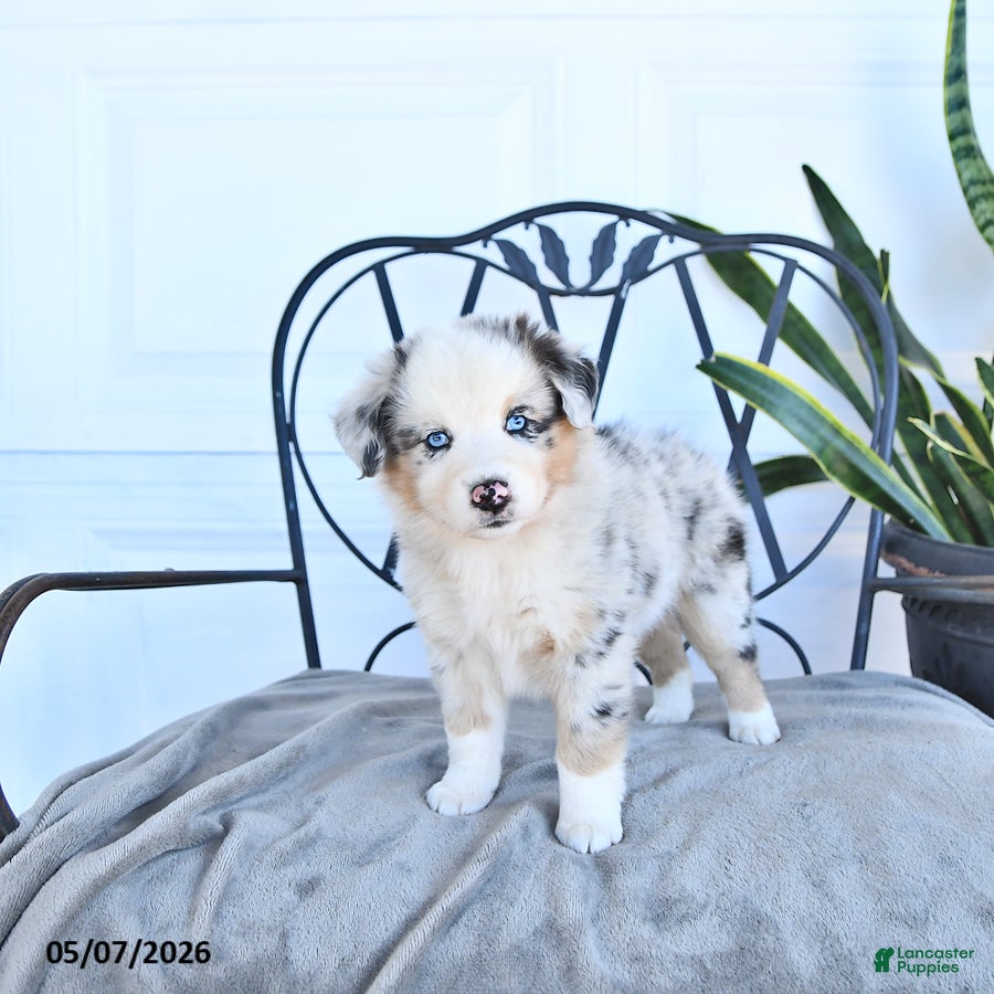 Australian Shepherd dogs Alie - Ad 1