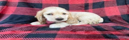 Cocker Spaniel dogs for sale: Tonka - Ad 7