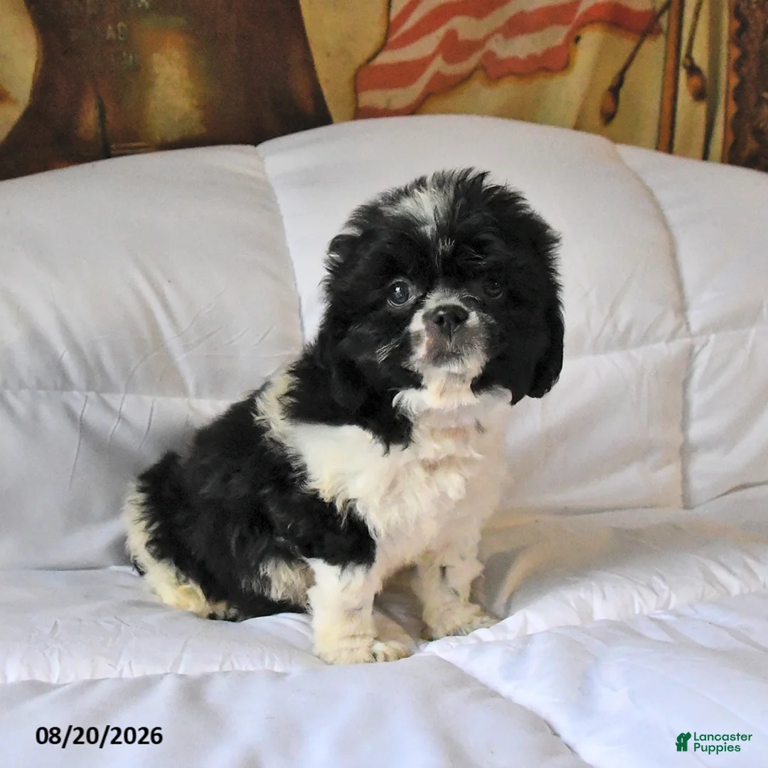 Shih Tzu dogs for sale: Max - Ad 1