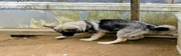 Norwegian Elkhound dogs for sale: BLUE COLLAR  - Ad 4