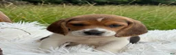 Beagle dogs for sale: Aspen - Ad 6