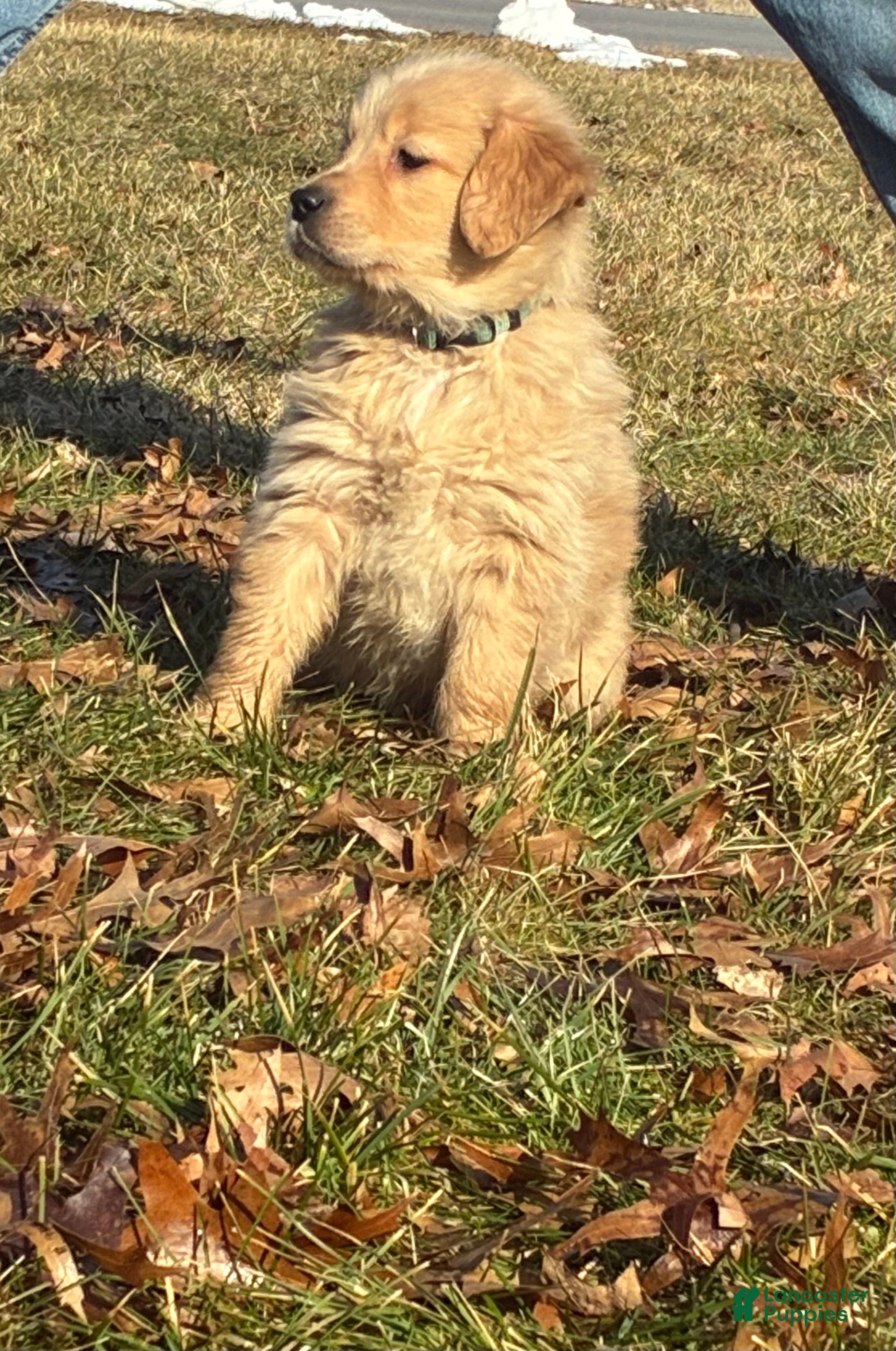 Golden Retriever dogs Alexander - Ad 1