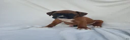 Boxer dogs for sale: Roxy - Ad 4