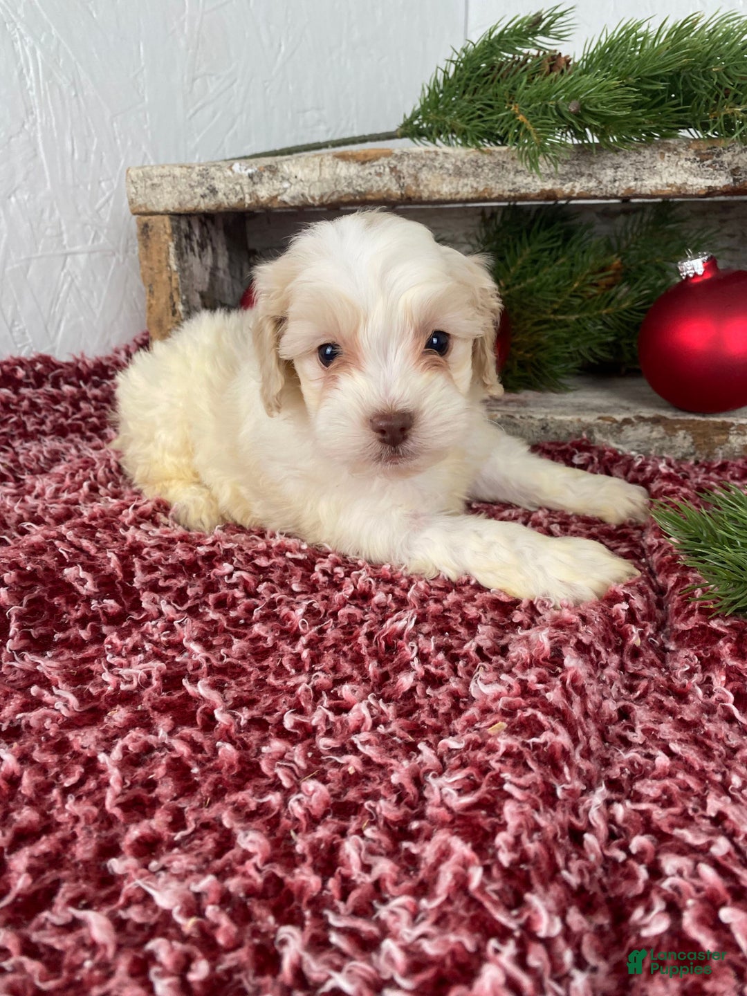 Cockapoo dogs for sale: Cooper - Ad 6