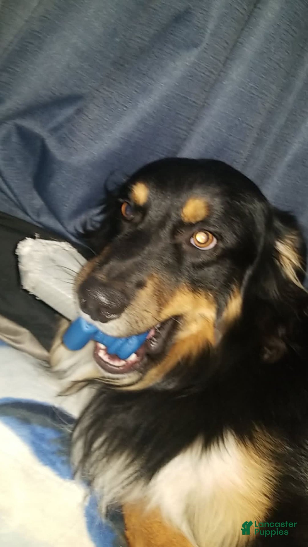 Gallery Image {{count}}