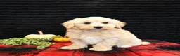Maltipoo dogs for sale: Lane - Ad 4