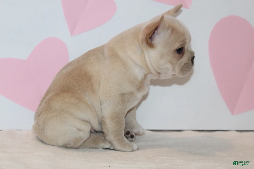 French Bulldog dogs for sale: Valentine - Ad 2