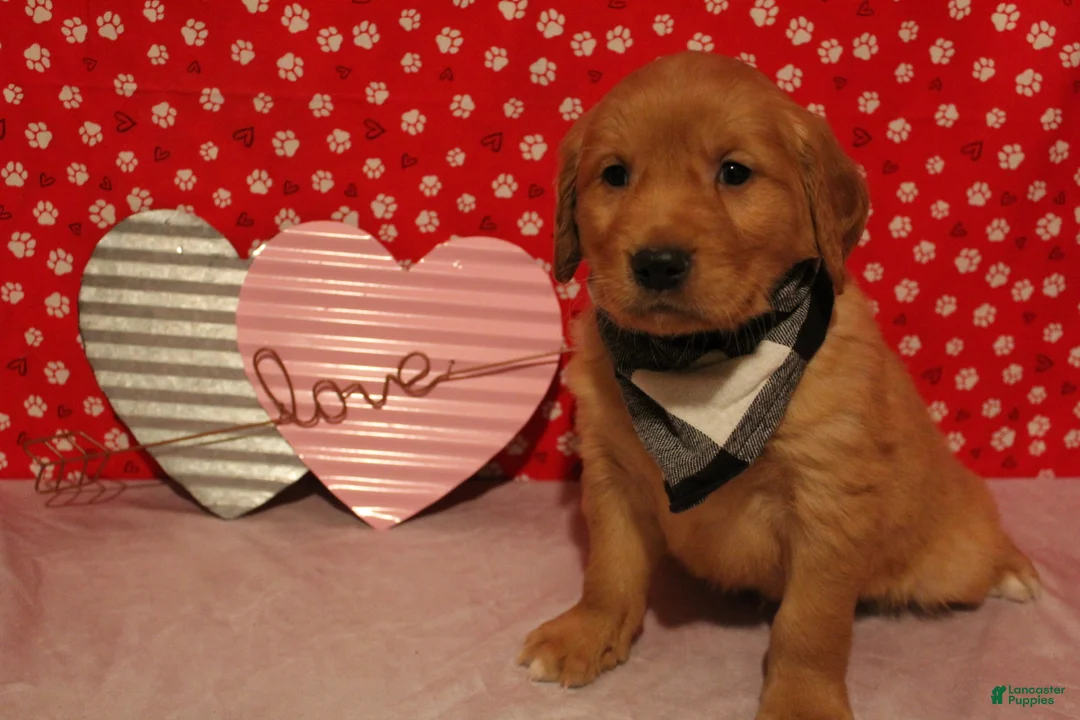 Golden Retriever dogs for sale: Tucker - Ad 3