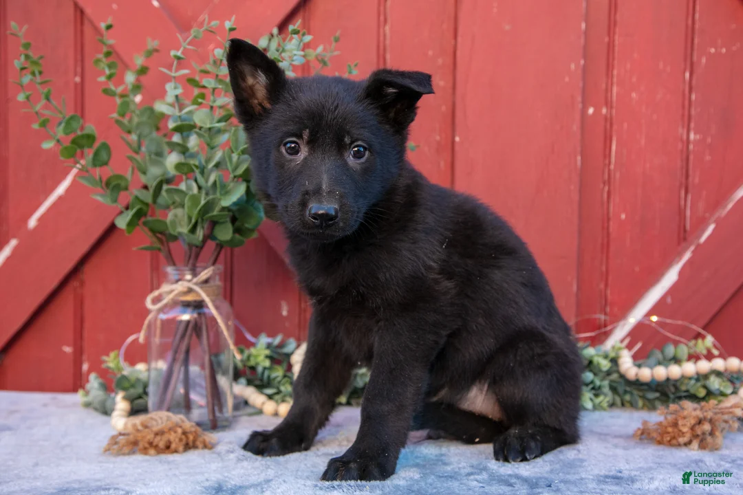 German Shepherd dogs for sale: Apollo - Ad 1