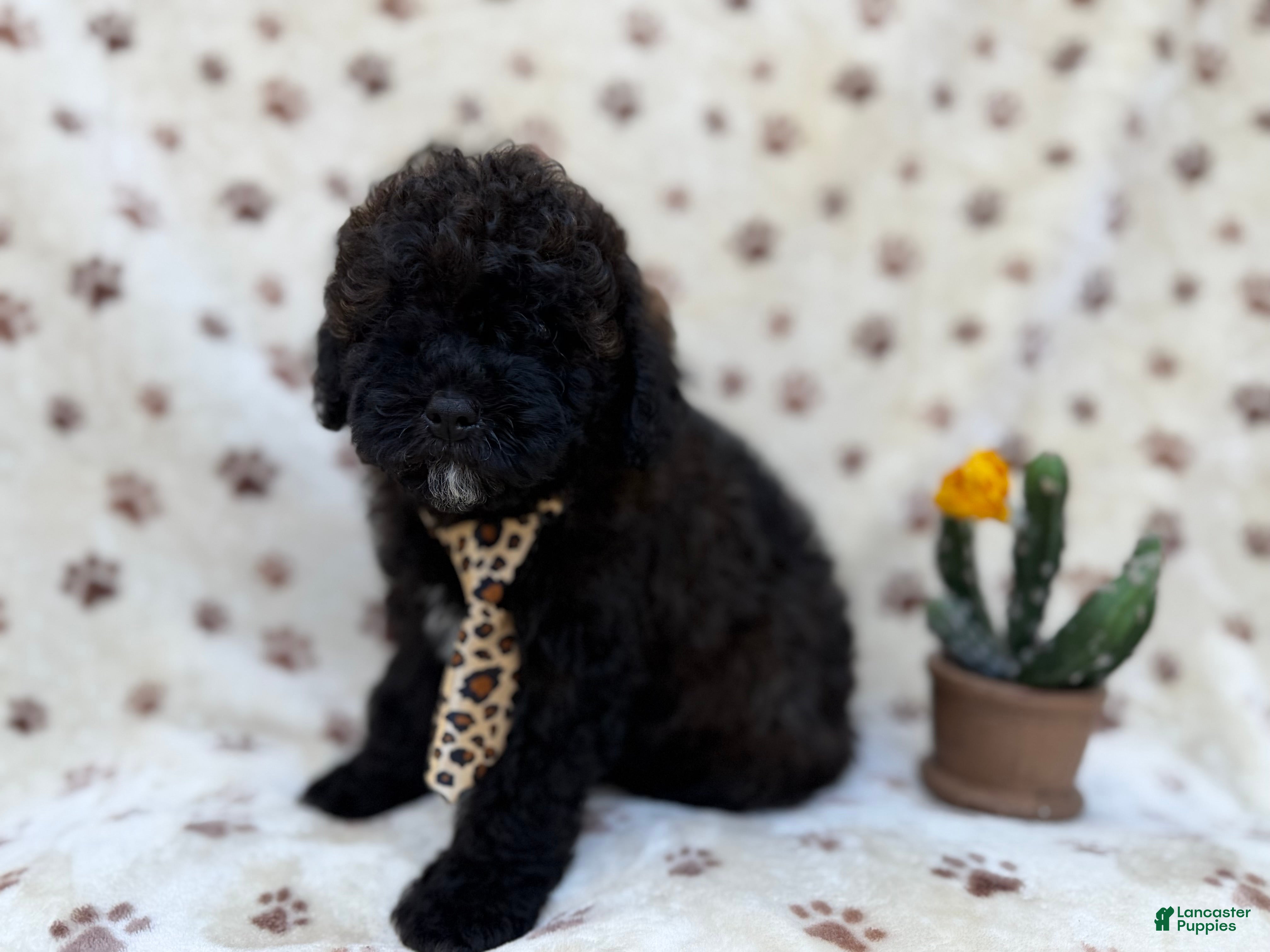 Shihpoo dogs Buddy - Ad 10