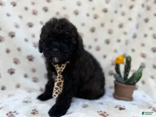 Shihpoo dogs Buddy - Ad 10