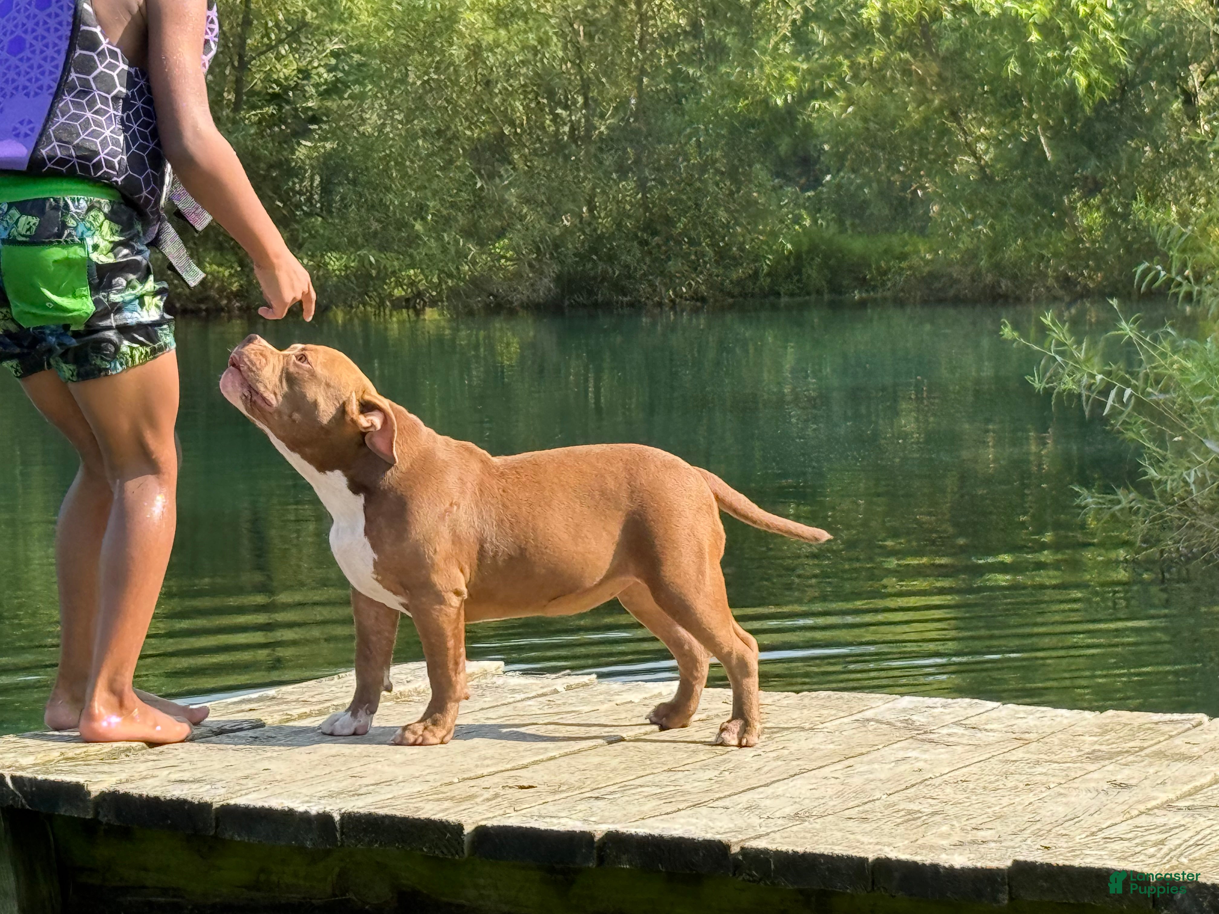 American Bully dogs Chocolate Rocket  - Ad 2