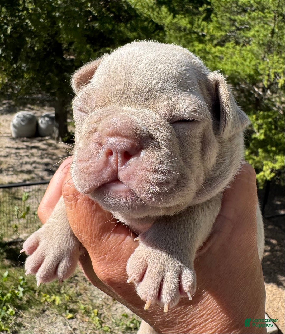 French Bulldog dogs for sale: French Bulldog Puppy 3 - Ad 2