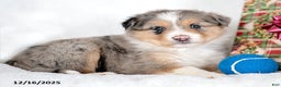 Miniature Australian Shepherd dogs for sale: Nick - Ad 3
