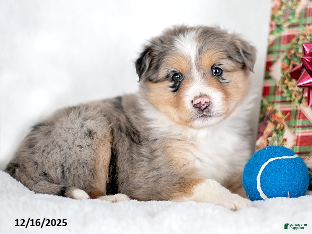 Miniature Australian Shepherd dogs for sale: Nick - Ad 3