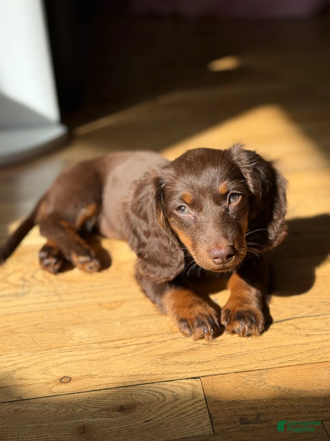 Miniature Dachshund dogs for sale: Miniature Dachshund long Hair Puppy  - Ad 8